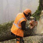 How to Choose a Tree Services Company in Napa