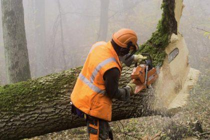 How to Choose a Tree Services Company in Napa