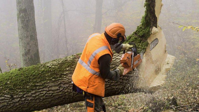 How to Choose a Tree Services Company in Napa