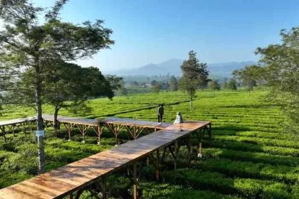 Gunung Mas Agrotourism, a Natural Destination Suitable for Family Vacations in Puncak