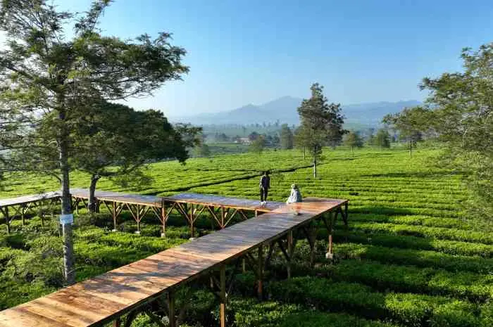 Gunung Mas Agrotourism, a Natural Destination Suitable for Family Vacations in Puncak